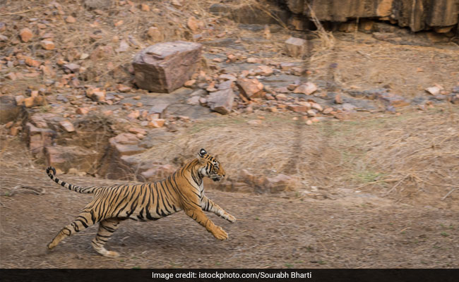 Tigress Gives Birth To 3 Cubs In Madhya Pradeshs Gwalior Zoo