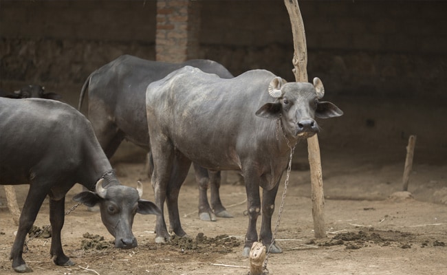 Madhya Pradesh Civic Body Seizes Man?s Buffalo For Not Paying Water Tax