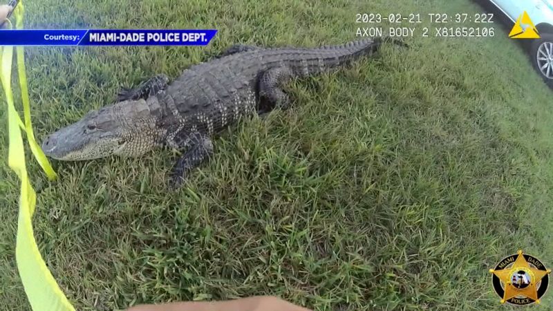 Video: Bodycam captures officers gator encounter. See what happens next | CNN