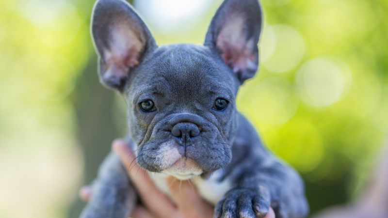 Opinion: America?s taste in family pets is changing ? for the better, in my view | CNN