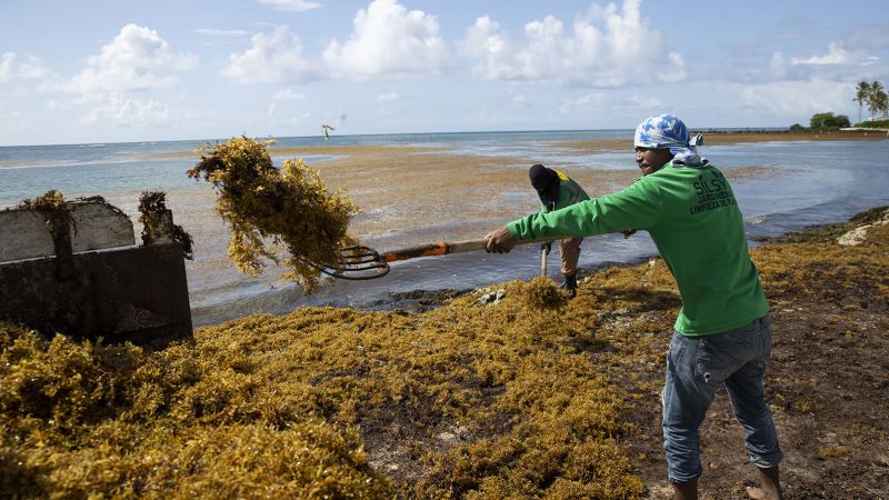 A seaweed blob twice the width of the US is heading toward Florida. Here?s what you should know | CNN