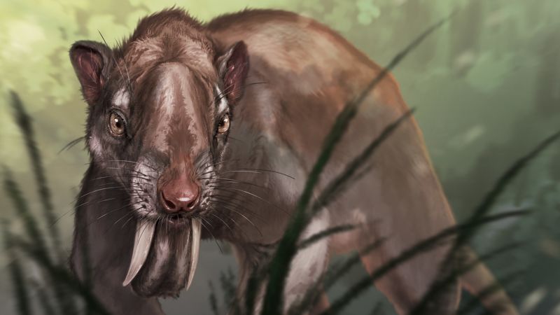 ?Marsupial sabertooth? had massive canines with roots that grew over the top of its skull | CNN