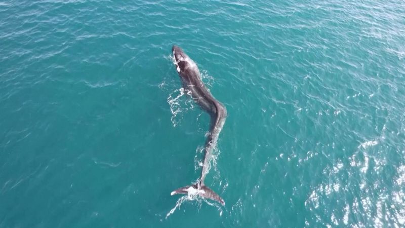 A massive whale was spotted off the coast of Spain. Why it?s incredibly rare | CNN