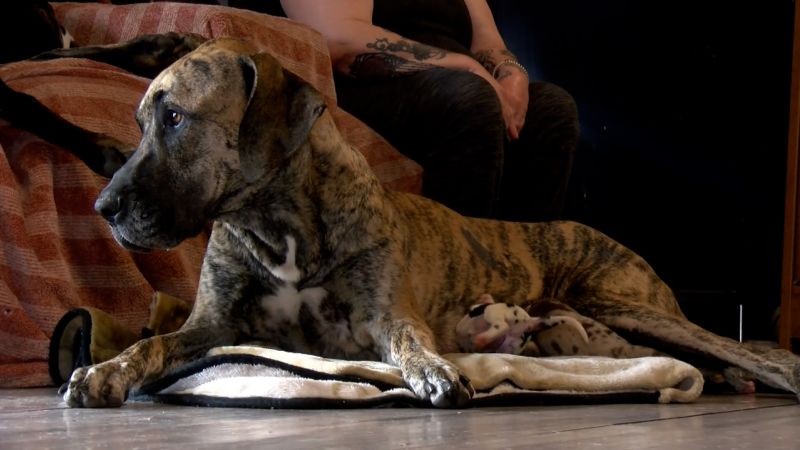 Virginia Great Dane gives birth to 21 puppies in 27 hours | CNN