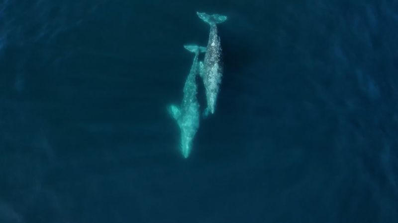 Video: Rare footage capture a group of orcas attacking adult gray whales | CNN