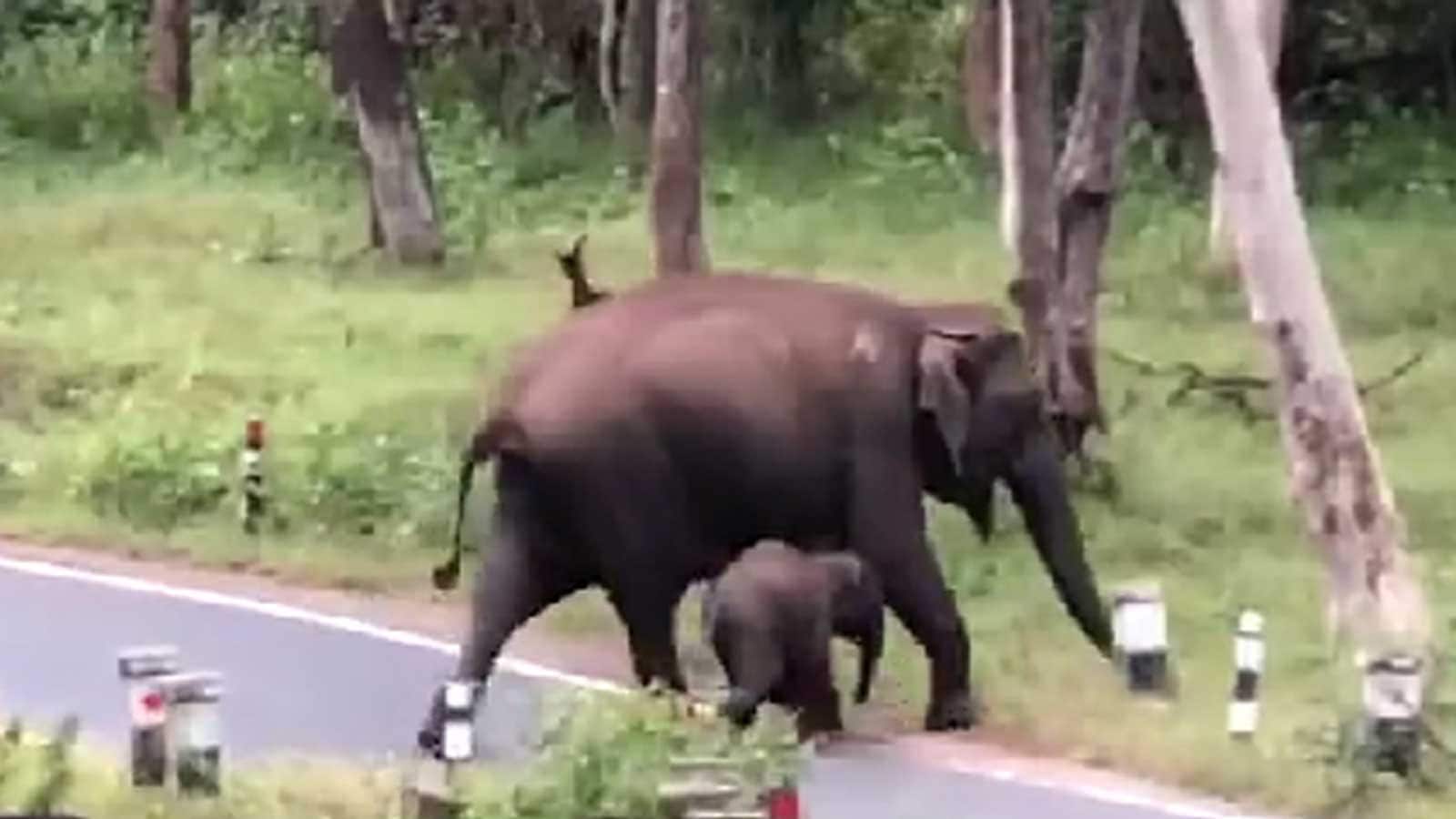 Karnataka: 7 Arrested for Assaulting Forest Officers After Elephant?s Capture
