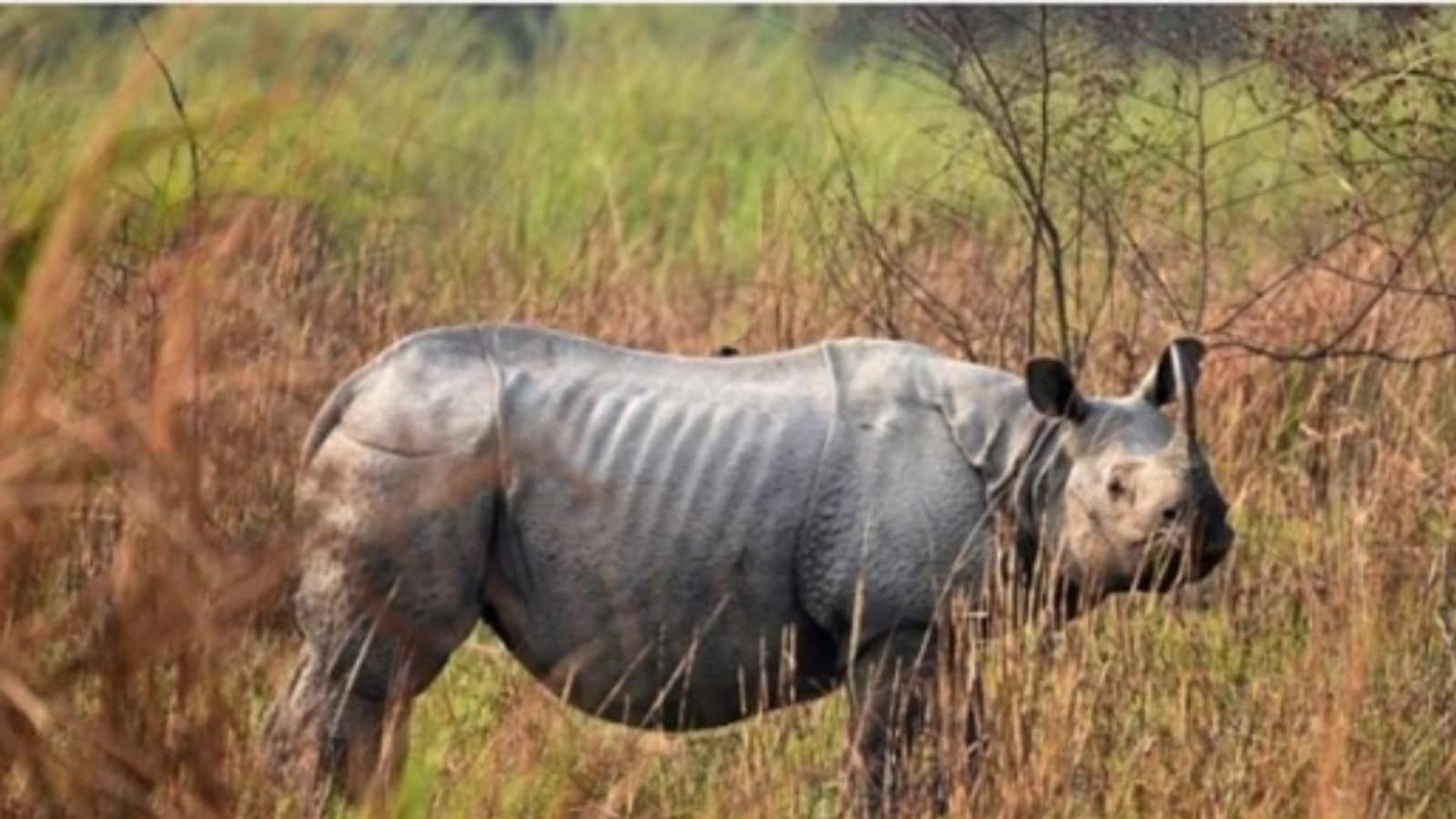 Himanta Biswa Sarma Invites Leonardo DiCaprio To Assam