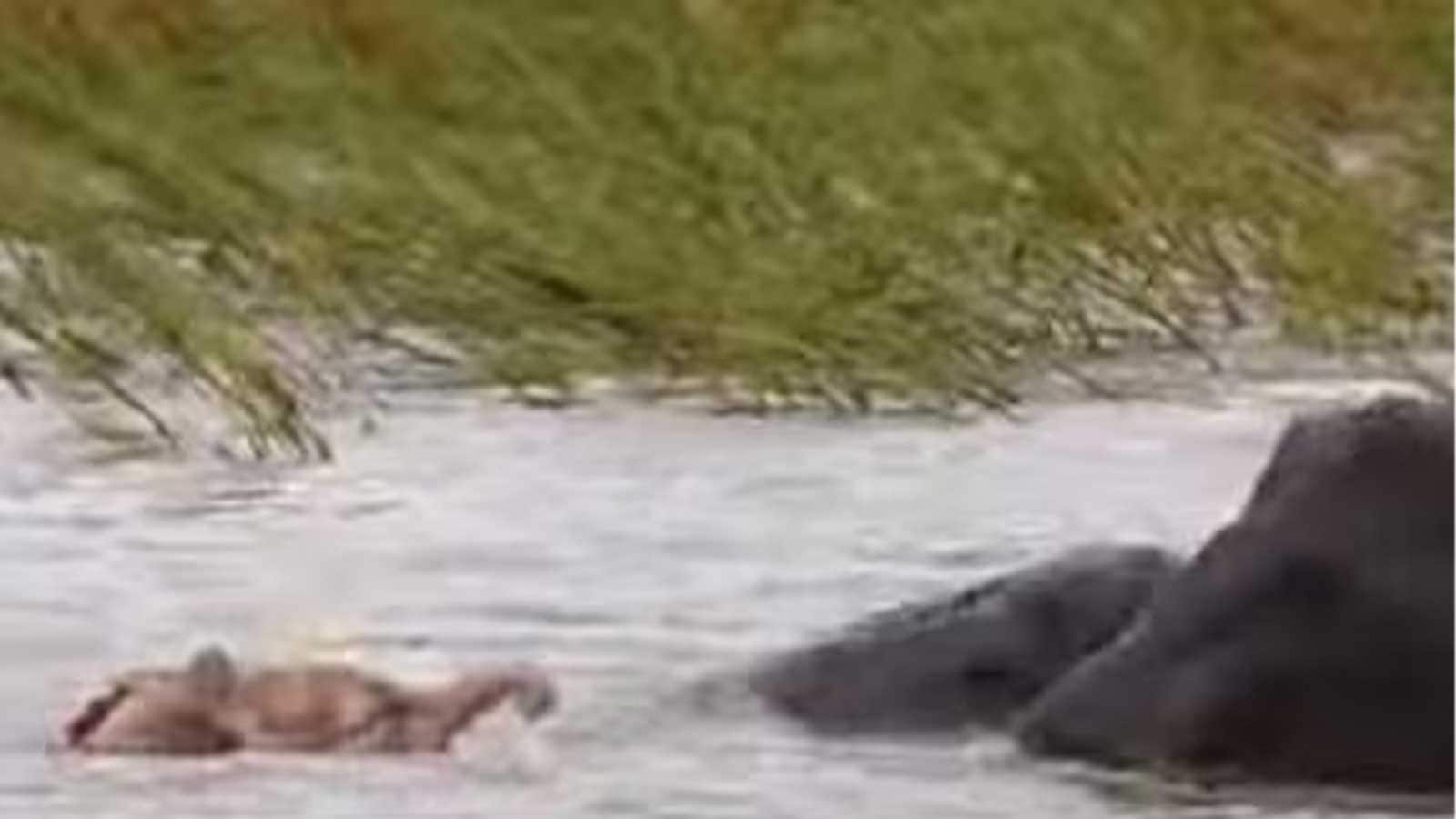 Rare Pink Baby Elephant Spotted Swimming In The MalaMala Game Reserve