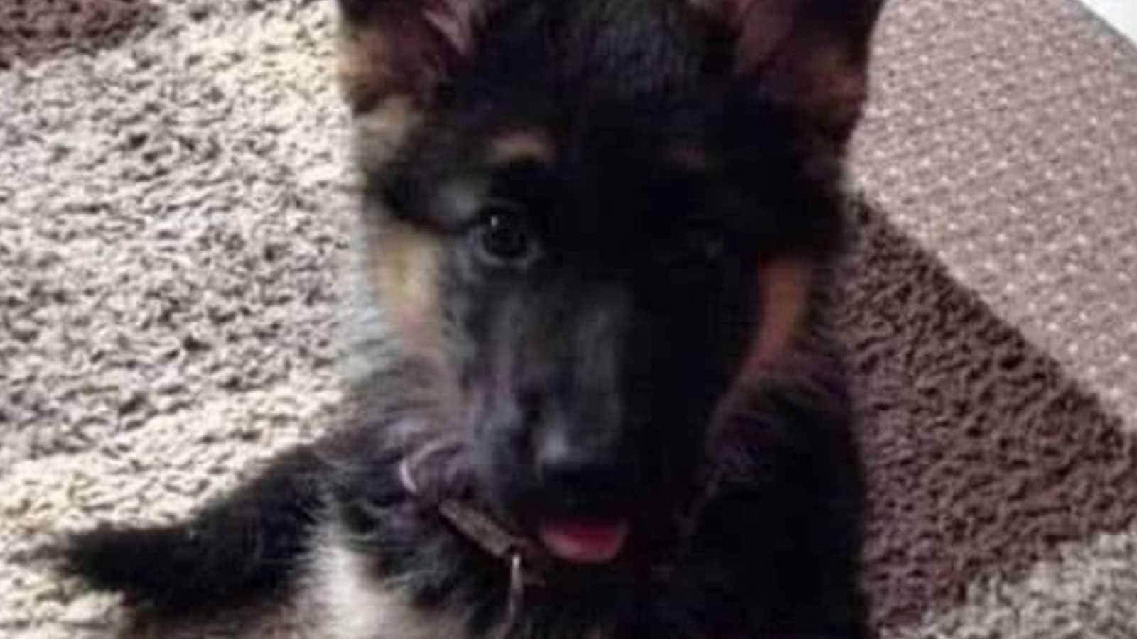 Woman Refuses To Give Up Dog Despite Learning About Husbands Allergy