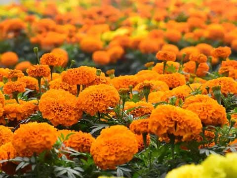 How Marigold Flower Fusion Helps You Treat Dandruff Problems