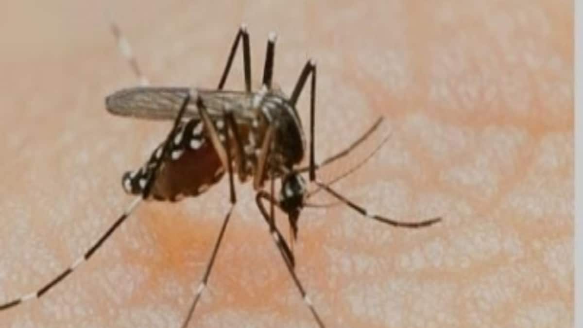WHO Warns Climate Change Spurring Spike in Dengue, Chikungunya; 129 Countries at Risk