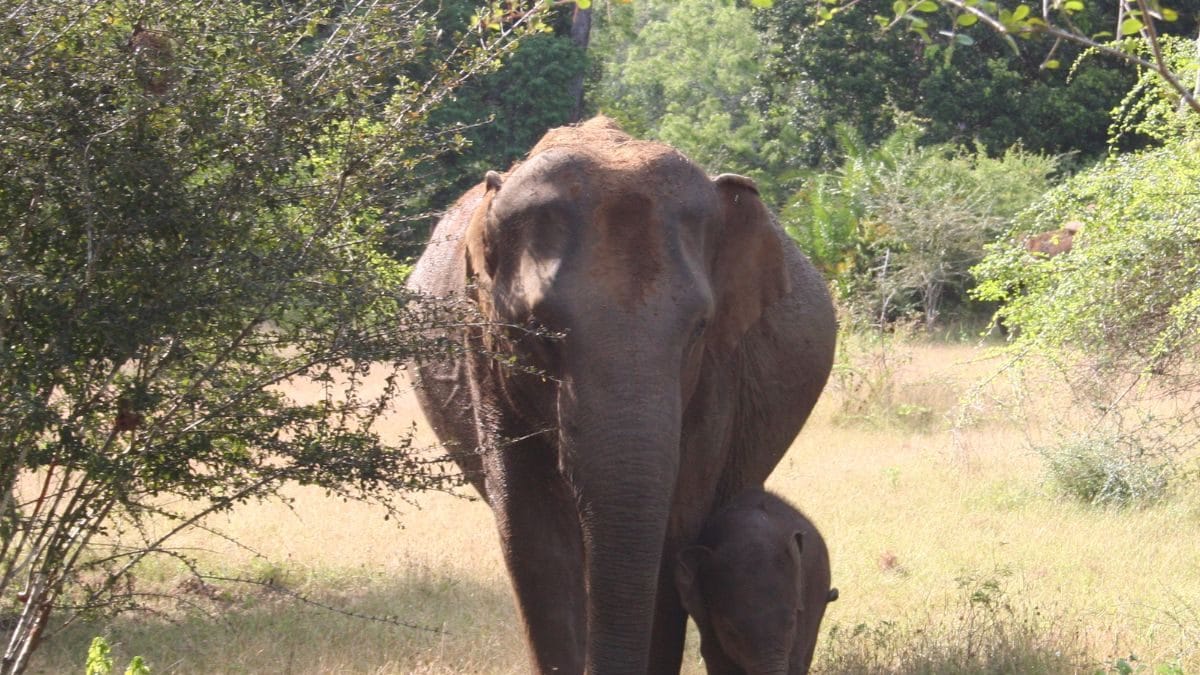 India Lost More than Half of Its Suitable Elephant Habitat in Last 300 Years, Shows Report