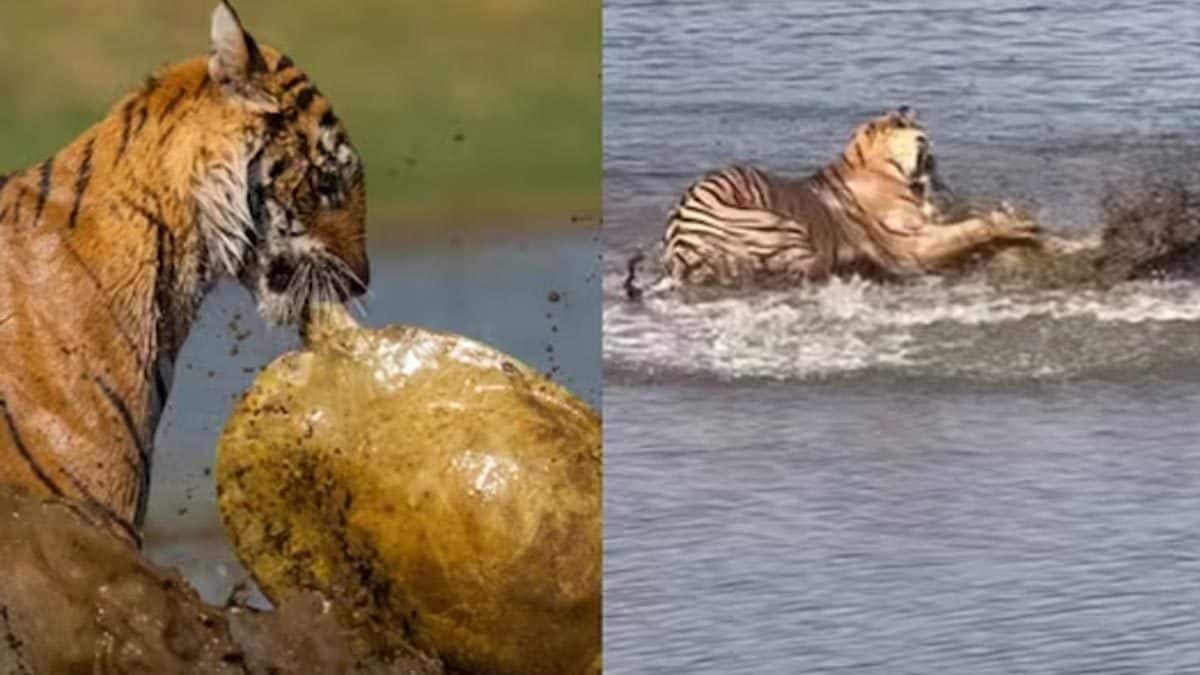 Watch: Tiger Hunts Turtle In Lake At Ranthambore National Park
