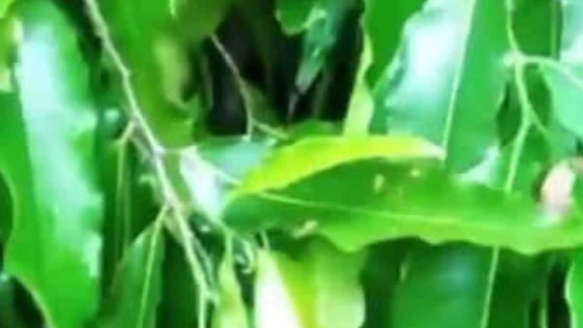 Diabetes To Join Paint, Ashoka Tree Is A Boon For Health Problems  News18