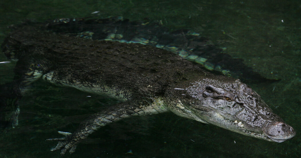Crocodile Bites Man. Man Bites Back.