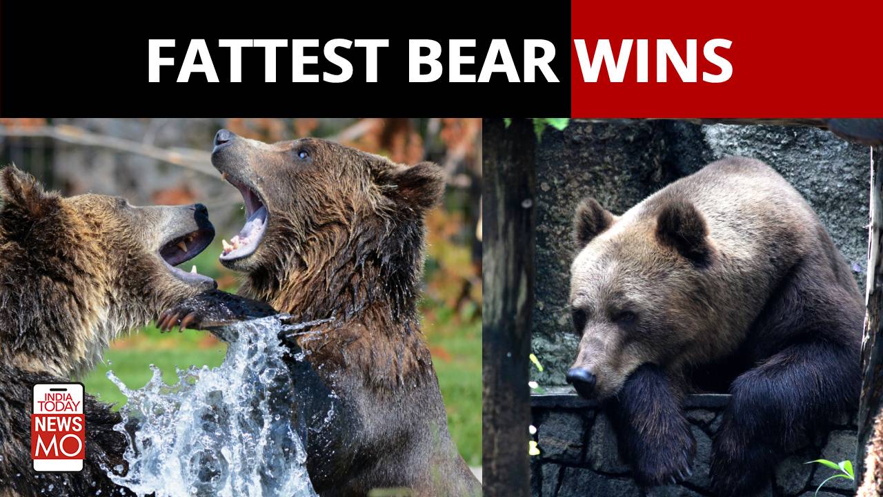 Fat Bear Week: Battle of the Fattest Bears is on!
